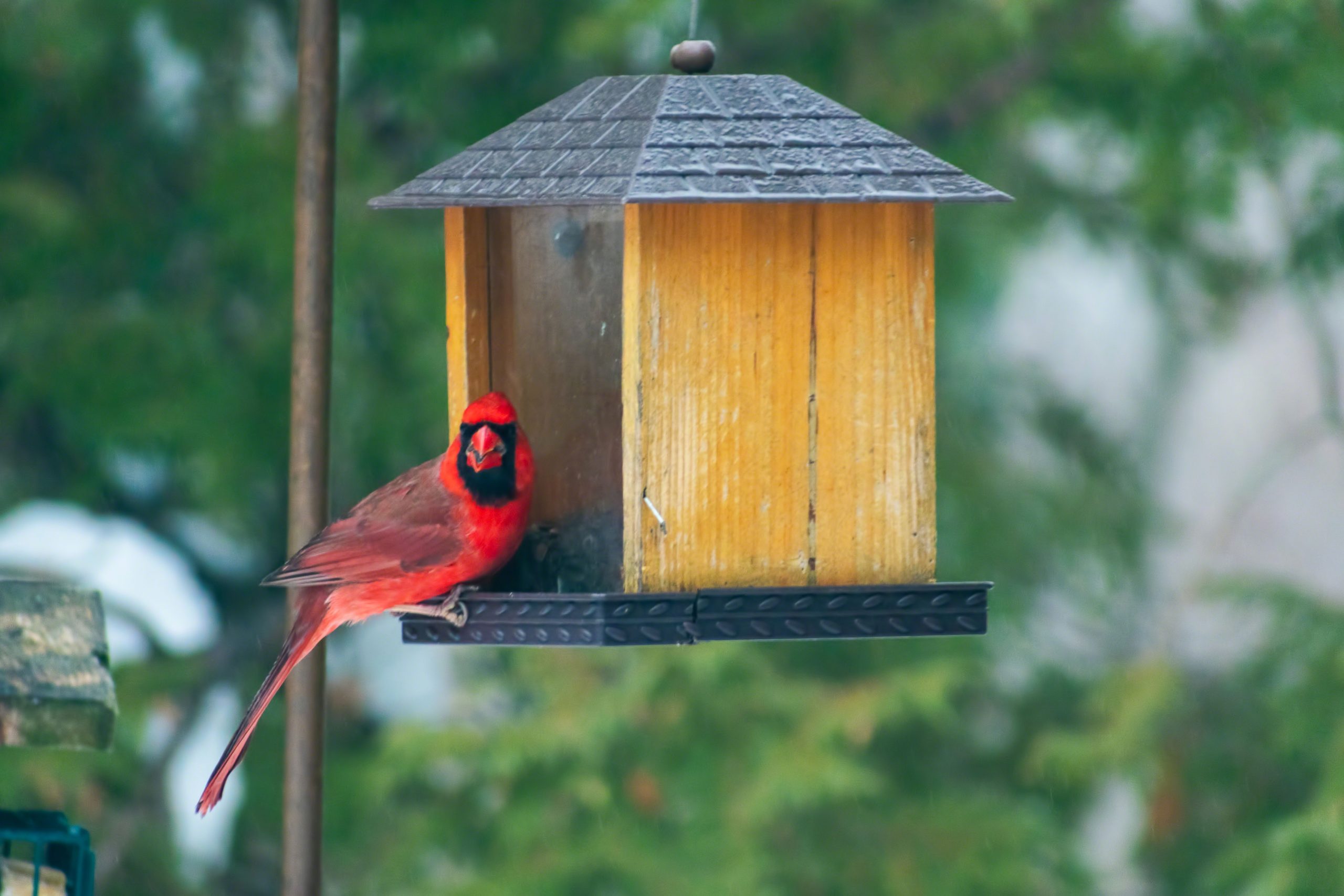 Attracting Birds to Your Yard Landscaping Blog